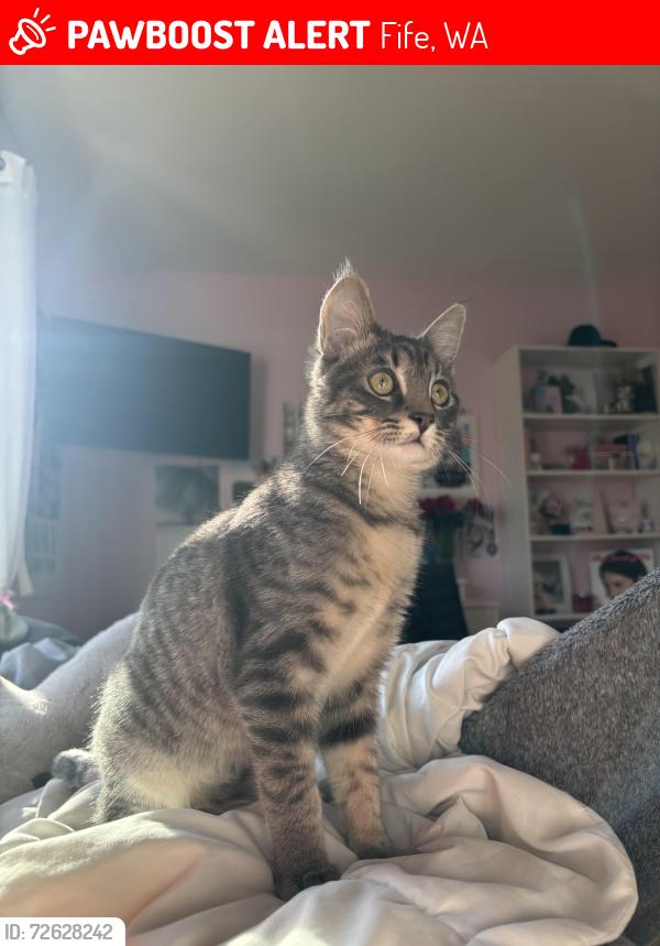 Lost Female Cat last seen 61st Ave E , Fife, WA 98424