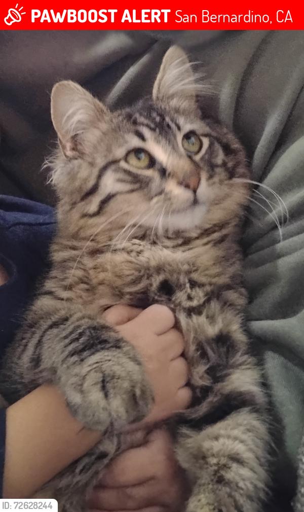 Lost Male Cat last seen Pine Garden apmts , San Bernardino, CA 92404