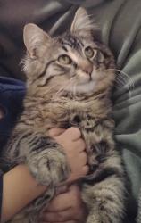 Lost Male Cat last seen Pine Garden apmts , San Bernardino, CA 92404