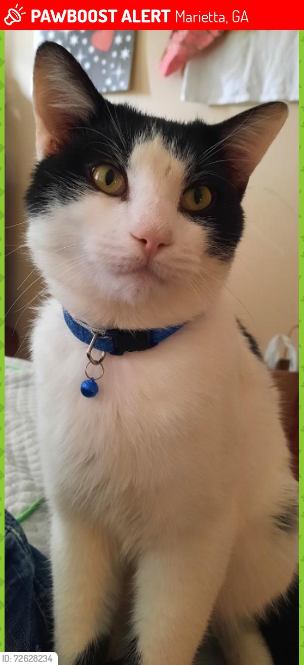 Lost Male Cat last seen Sandy Plains Rd., Cobb County, GA 30066