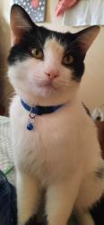Lost Male Cat last seen Sandy Plains Rd., Cobb County, GA 30066