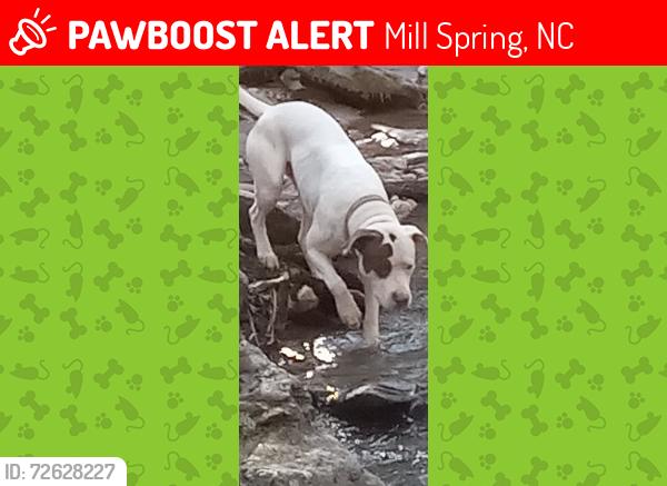 Lost Male Dog last seen Hickory nut dr kelly Ln millspring nc, Mill Spring, NC 28756