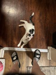 Lost Male Cat last seen 12 mile and Dequindre, Madison Heights, MI 48071