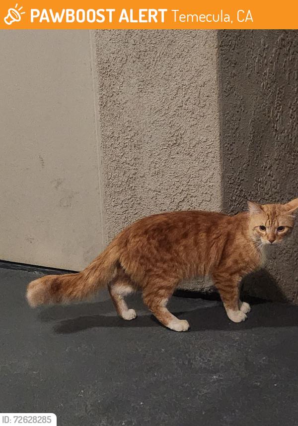 Found/Stray Male Cat last seen Rancho California/ Moraga Rd, Temecula, CA 92591