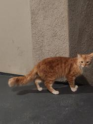 Found/Stray Male Cat last seen Rancho California/ Moraga Rd, Temecula, CA 92591