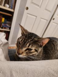 Lost Male Cat last seen 35th Ave and Yorkshire , Phoenix, AZ 85027