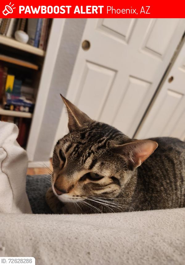 Lost Male Cat last seen 35th Ave and Yorkshire , Phoenix, AZ 85027