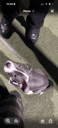Lost Male Dog last seen State, Hemet, CA 92543