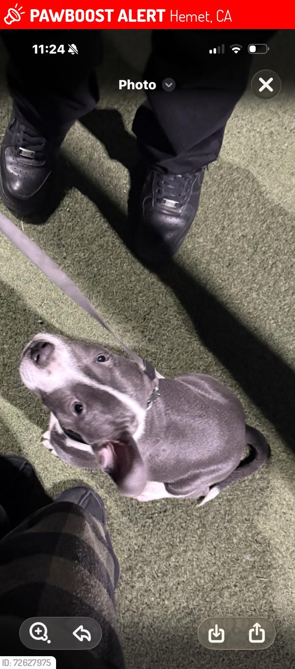 Lost Male Dog last seen State, Hemet, CA 92543
