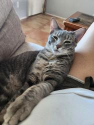 Lost Male Cat last seen 35th Ave and Yorkshire , Phoenix, AZ 85027