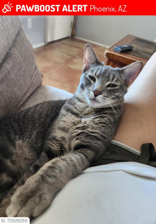 Lost Male Cat last seen 35th Ave and Yorkshire , Phoenix, AZ 85027