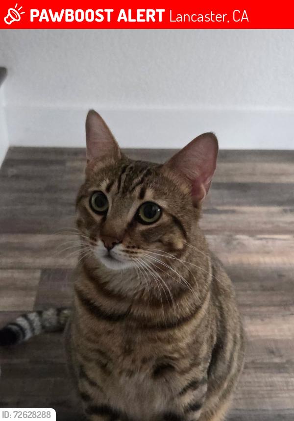 Lost Male Cat last seen 46th Street west And Jade court, Lancaster, CA 93536
