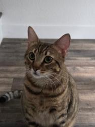 Lost Male Cat last seen 46th Street west And Jade court, Lancaster, CA 93536