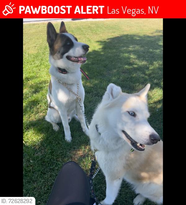 Lost Female Dog last seen Near north mojave, Las Vegas, NV 89101