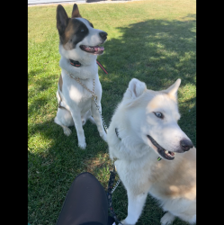 Lost Female Dog last seen Near north mojave, Las Vegas, NV 89101