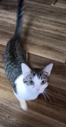Lost Male Cat last seen Gross road , Kingsland, GA 31548