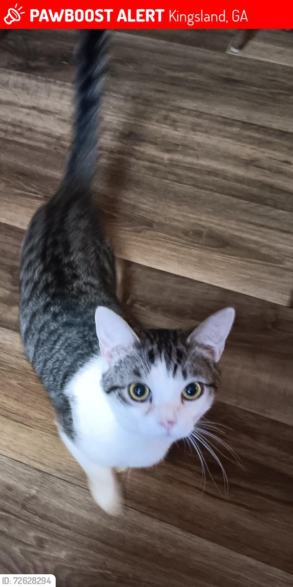 Lost Male Cat last seen Gross road , Kingsland, GA 31548