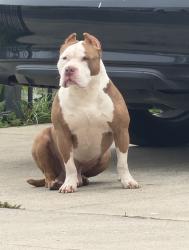 Lost Male Dog last seen Huston , Stockton, CA 95206