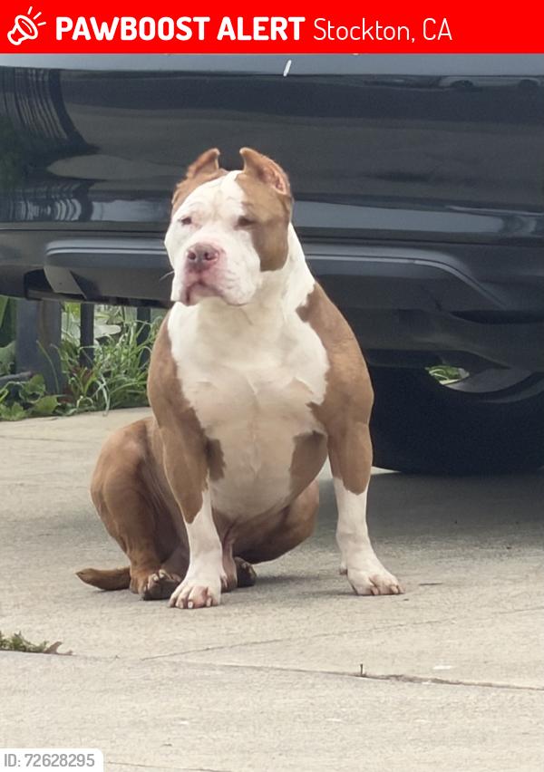 Lost Male Dog last seen Huston , Stockton, CA 95206