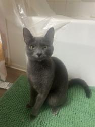 Lost Female Cat last seen Greys harbor apmts, Huntersville, NC 28078