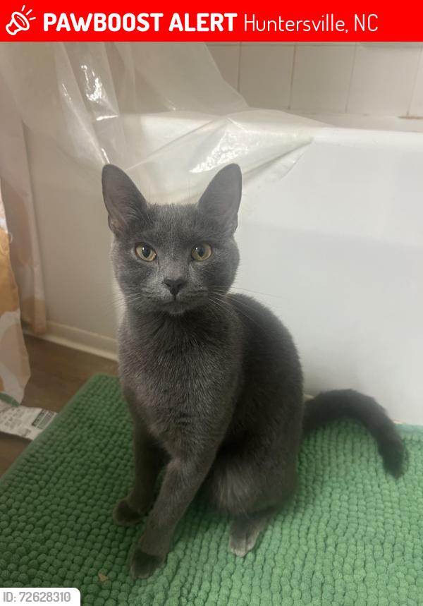 Lost Female Cat last seen Greys harbor apmts, Huntersville, NC 28078
