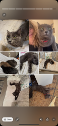 Lost Male Cat last seen Josselyn Canyon Monterey, Monterey, CA 93940