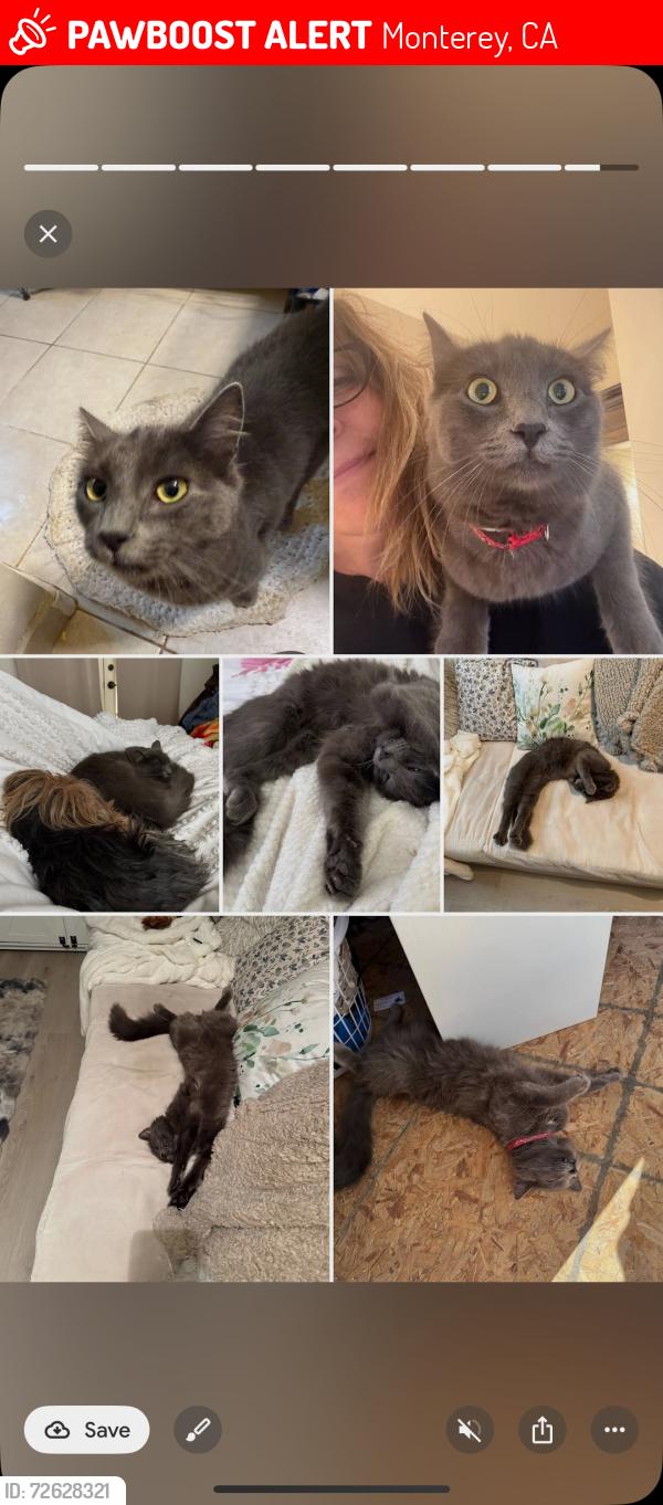 Lost Male Cat last seen Josselyn Canyon Monterey, Monterey, CA 93940