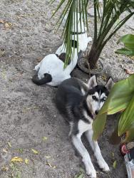 Lost Female Dog last seen 9th ave, North Miami Beach, FL 33162