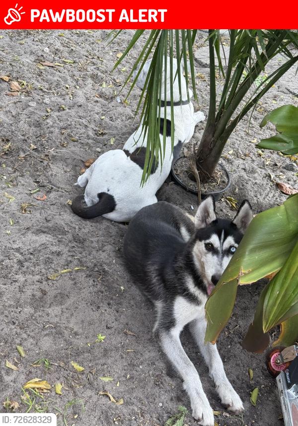 Lost Female Dog last seen 9th ave, North Miami Beach, FL 33162