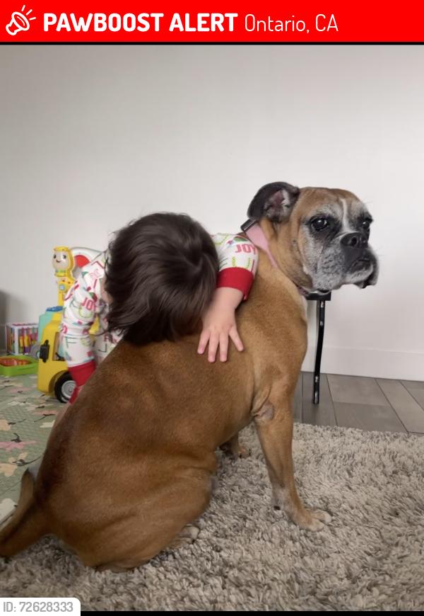 Lost Female Dog last seen Riverside Dr. and Archibald ave , Ontario, CA 91761