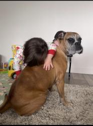 Lost Female Dog last seen Riverside Dr. and Archibald ave , Ontario, CA 91761
