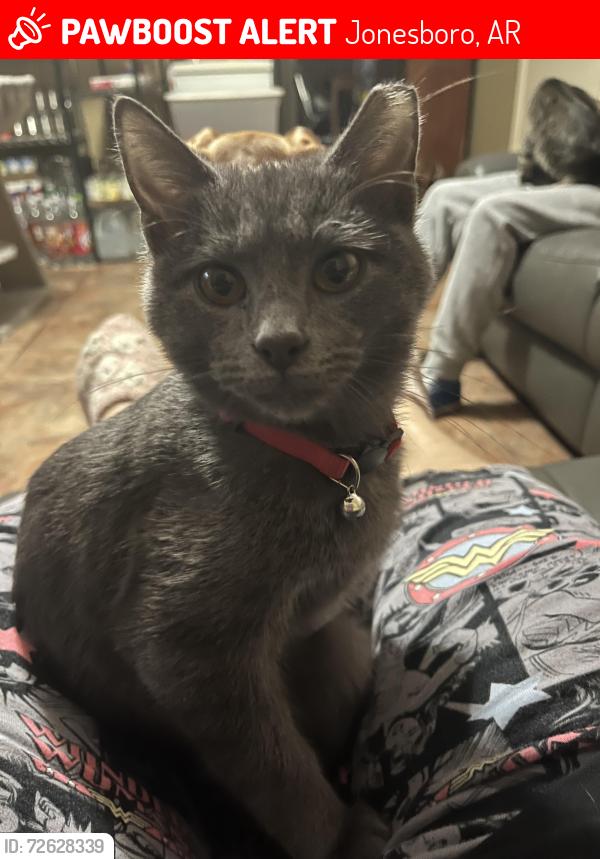 Lost Female Cat last seen Dayton/Parkside area, Jonesboro, AR 72467
