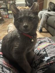 Lost Female Cat last seen Dayton/Parkside area, Jonesboro, AR 72467