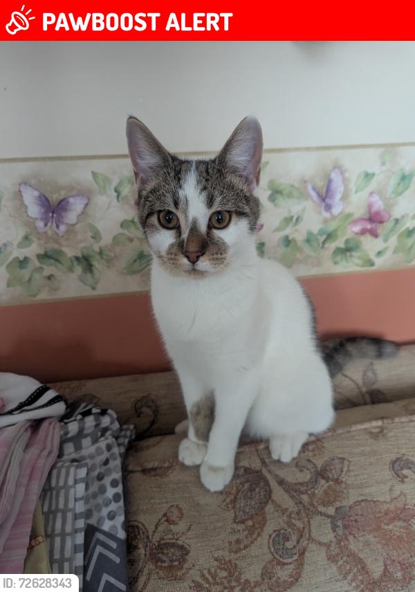 Lost Male Cat last seen Railway lane, Sutton bridge , Sutton Bridge, England PE12