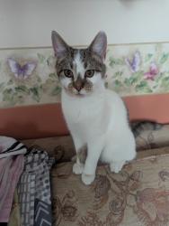 Lost Male Cat last seen Railway lane, Sutton bridge , Sutton Bridge, England PE12