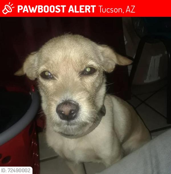 Lost Female Dog last seen Stella area not sure about cross street, Tucson, AZ 85705