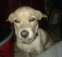 Lost Female Dog last seen Stella area not sure about cross street, Tucson, AZ 85705