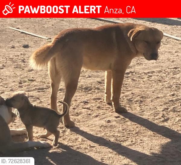 Lost Male Dog last seen Dickson hills Rd and Hill St , Anza, CA 92539