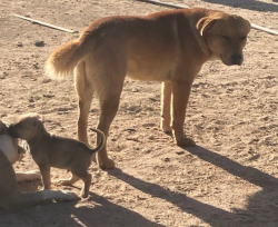 Lost Male Dog last seen Dickson hills Rd and Hill St , Anza, CA 92539