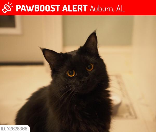 Lost Female Cat last seen Near US-280, Auburn, AL 36801, Auburn, AL 36830