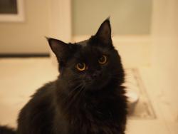 Lost Female Cat last seen Near US-280, Auburn, AL 36801, Auburn, AL 36830