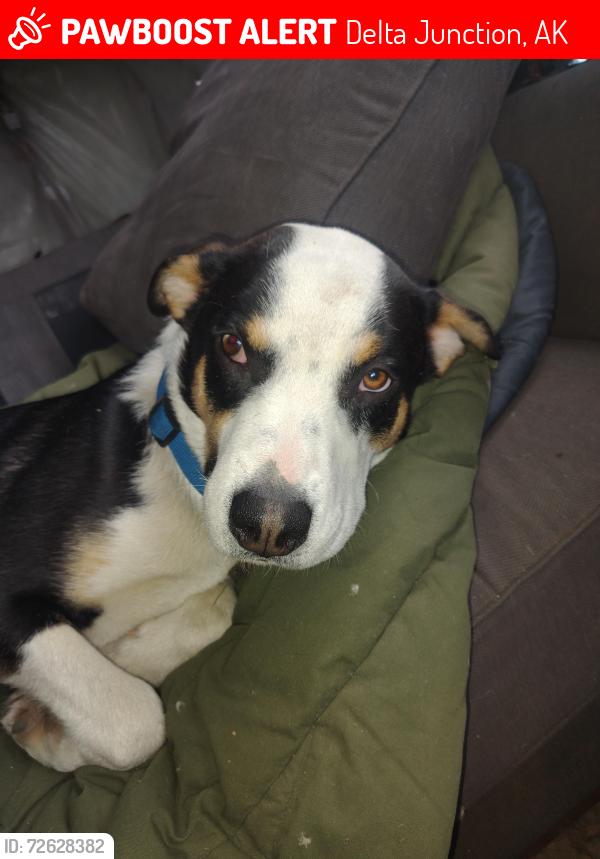 Lost Male Dog last seen Deborah st. Richardson hwy, Delta Junction, AK 99737