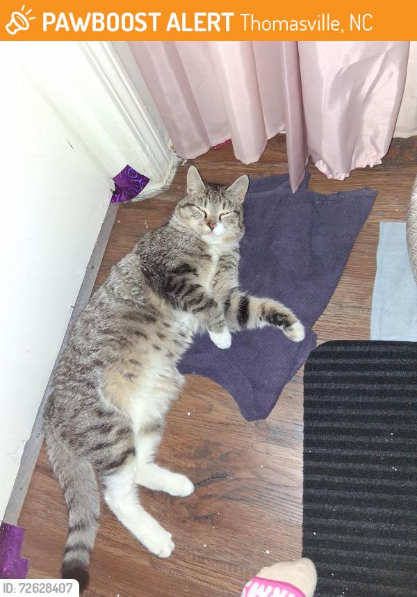 Found/Stray Unknown Cat last seen O'Reillys , Thomasville, NC 27360