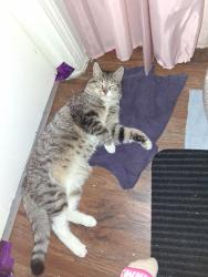 Found/Stray Unknown Cat last seen O'Reillys , Thomasville, NC 27360