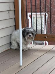 Found/Stray Unknown Dog last seen Rear porch of 107 Winthrop , Boston, MA 02119