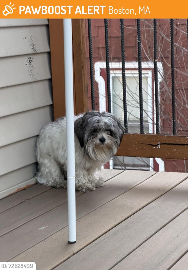 Found/Stray Unknown Dog last seen Rear porch of 107 Winthrop , Boston, MA 02119