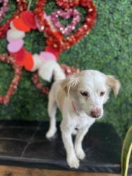 Lost Male Dog last seen McDonald, Los Angeles, CA 90744