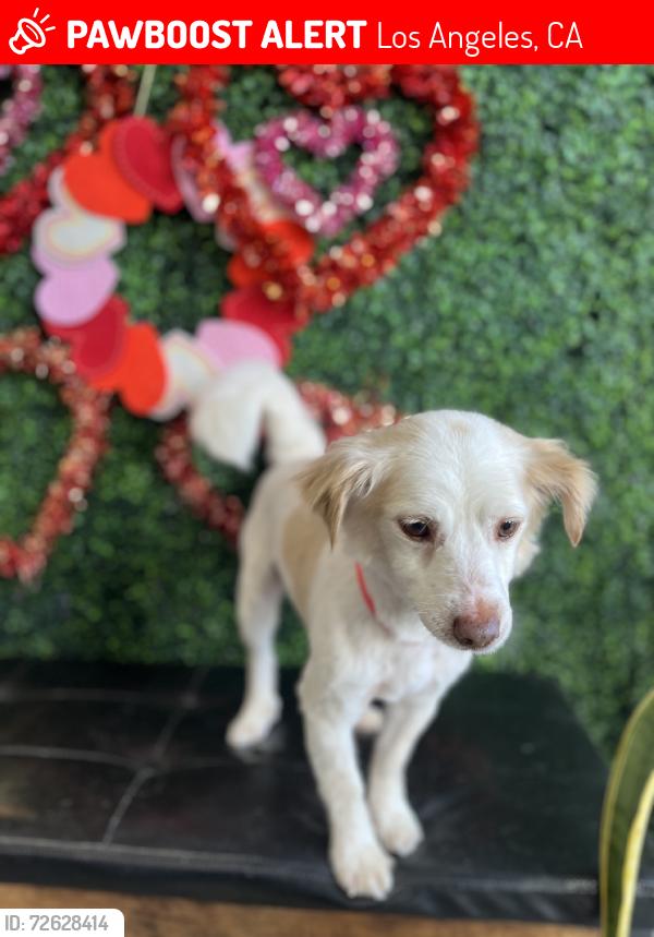 Lost Male Dog last seen McDonald, Los Angeles, CA 90744