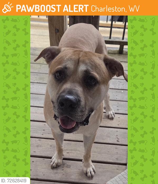 Found/Stray Male Dog last seen Middle Fork Drive & Long Branch, Charleston, WV 25314