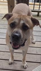 Found/Stray Male Dog last seen Middle Fork Drive & Long Branch, Charleston, WV 25314